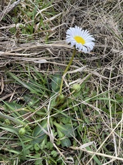 Brachyscome decipiens