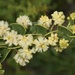 Acacia trapezoidea - Photo (c) Keith Morris, alguns direitos reservados (CC BY-NC), uploaded by Keith Morris