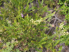 Acacia littorea