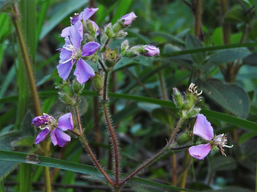 Chaetogastra gracilis (Bonpl.) DC.