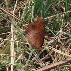 Catacroptera cloanthe cloanthe