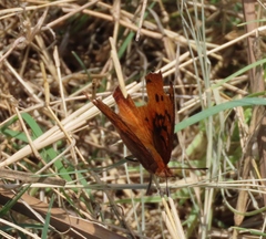 Catacroptera cloanthe cloanthe