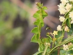 Acacia littorea