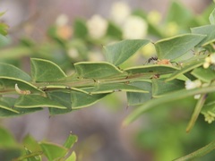 Acacia littorea