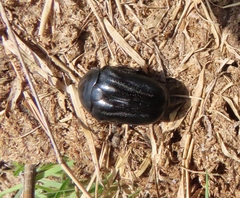 Oplostomus fuligineus