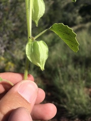 Physalis neomexicana