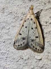 Atheropla decaspila