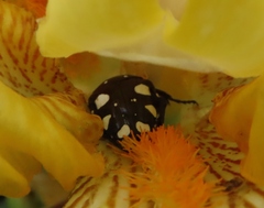 Mausoleopsis amabilis