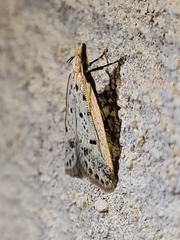 Atheropla decaspila