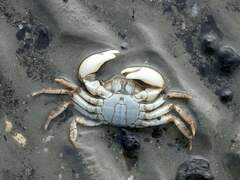 Hemigrapsus sanguineus