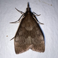 Uresiphita