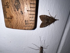 Uresiphita