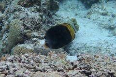 Chaetodon flavirostris