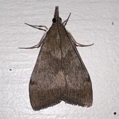 Uresiphita