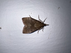 Uresiphita