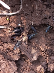 Bothroponera sulcata