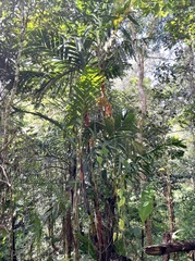 Pinanga