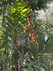 Pinanga
