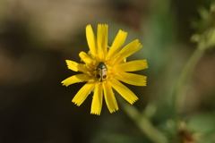 Cryptocephalus laetus