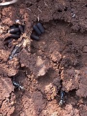 Bothroponera sulcata