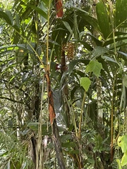 Pinanga