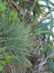 Aciphylla squarrosa squarrosa