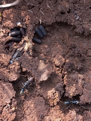 Bothroponera sulcata