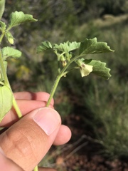 Physalis neomexicana