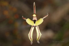 Caladenia roei