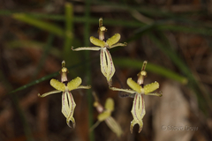 Caladenia roei