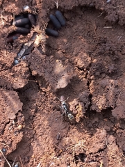 Bothroponera sulcata