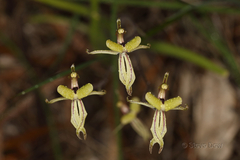 Caladenia roei
