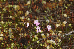 Stylidium calcaratum