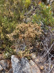 Erica fimbriata