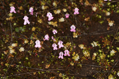 Stylidium calcaratum