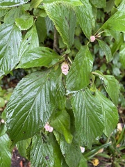 Viburnum farreri