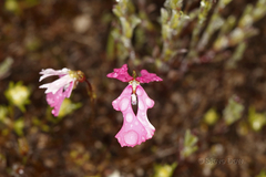 Stylidium calcaratum