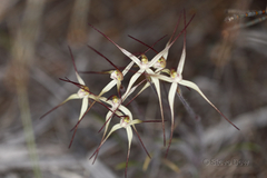 Caladenia dimidia