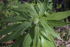Lilium martagon pilosiusculum