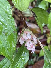 Viburnum farreri