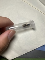 Vespula