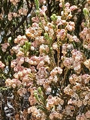 Erica fimbriata