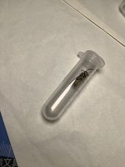 Vespula