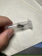 Vespula
