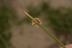Chorizandra sphaerocephala