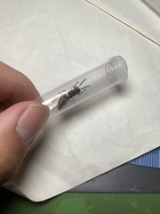 Vespula