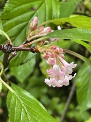 Viburnum farreri