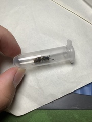 Vespula