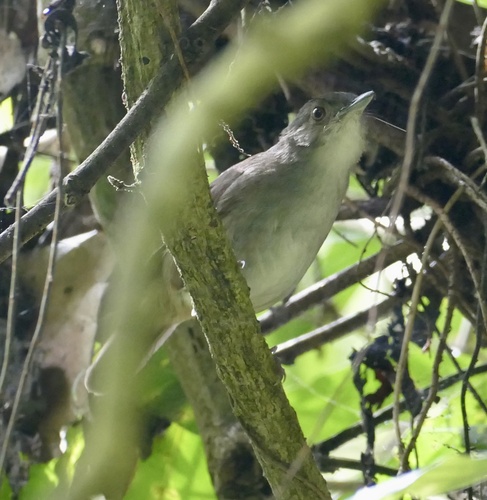 Sulawesi Babbler (Pellorneum celebense), photo 8