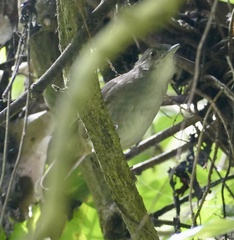 Pachycephala sulfuriventer